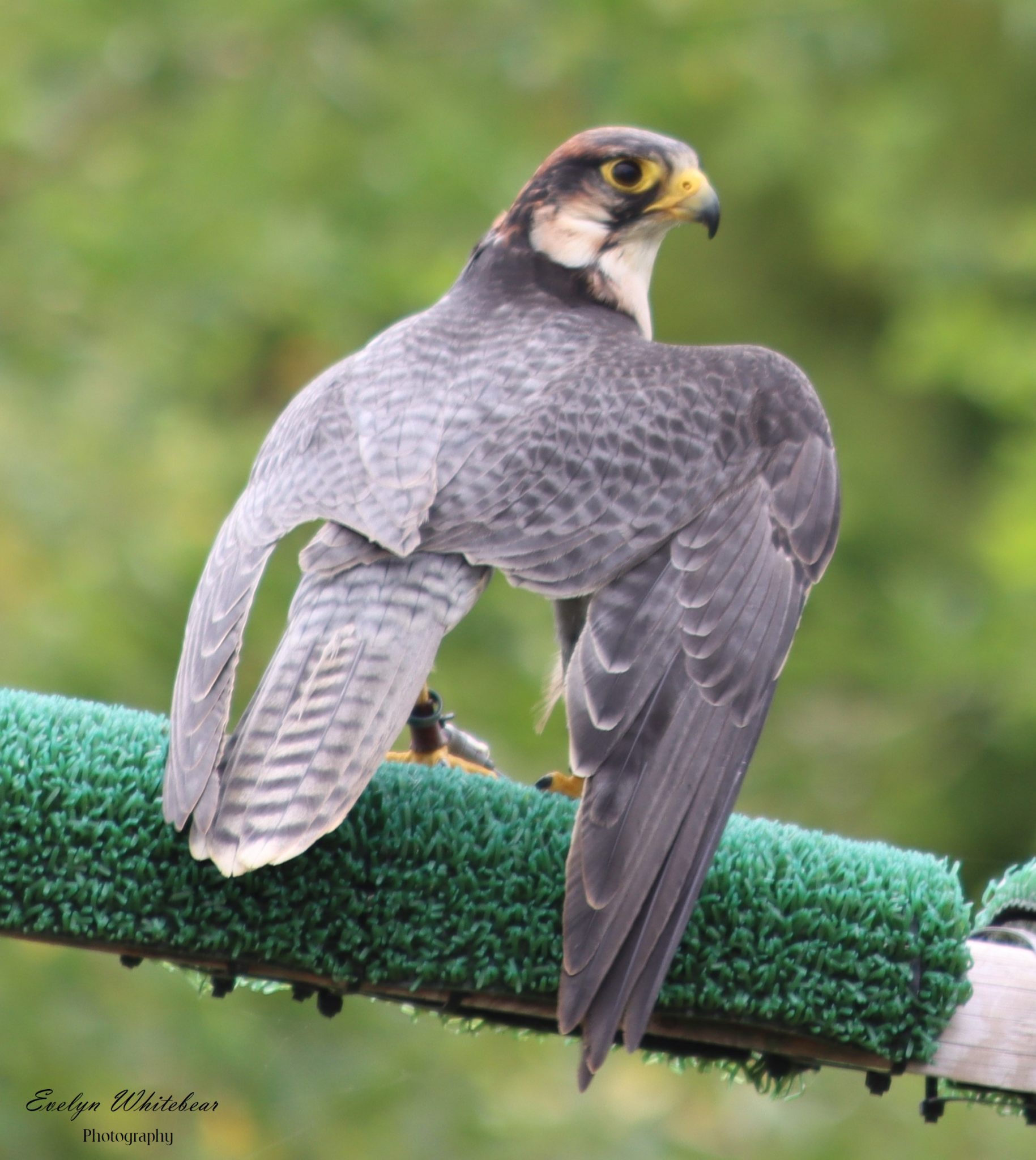 Bird Of Prey Photo Gallery - Hawk Conservancy Trust, Hampshire - Hawk ...